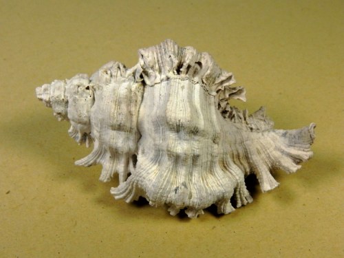 Chicoreus floridanus -  Apac Pit Florida USA