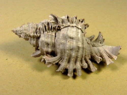Chicoreus floridanus -  Apac Pit Florida USA