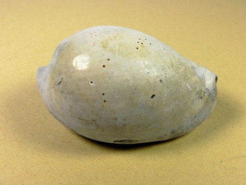 Siphocypraea carolinensis -  Apac Pit Florida USA