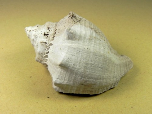 Melongena caloosahatcheensis -  Brantley Pit, Arcadia, Florida USA