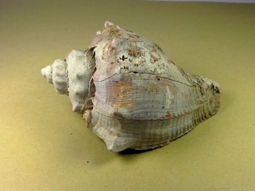 Melongena caloosahatcheensis -  Brantley Pit, Arcadia, Florida USA