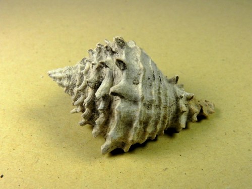 Hystrivasum Locklini -  Sarasota county  Florida USA