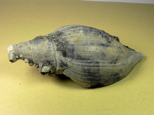 Scaphella lamberti -  Kallo-Anvers Belgium