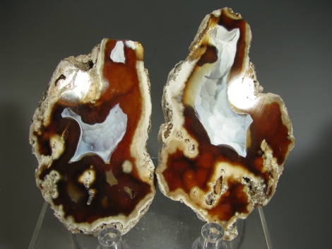 Fossil Coral - Tampa Bay, Florida
