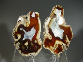 Fossil Coral - Tampa Bay, Florida