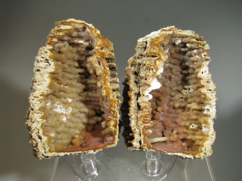 Fossil Coral - Tampa Bay, Florida