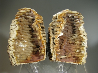 Fossil Coral - Tampa Bay, Florida