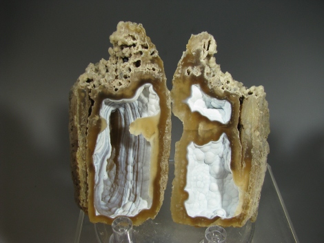 Fossil Coral - Tampa Bay, Florida