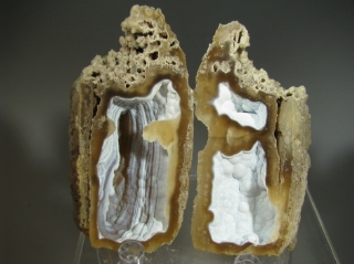 Fossil Coral - Tampa Bay, Florida