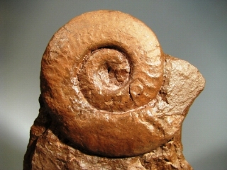 Ammonite -  Rhone-Alpes, FRANCE