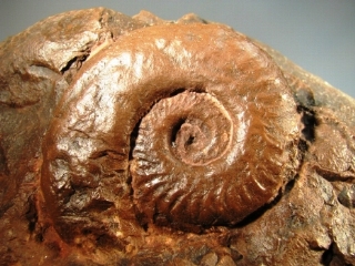 Ammonite -  Rhone-Alpes, FRANCE