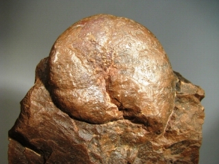 Ammonite -  Rhone-Alpes, FRANCE