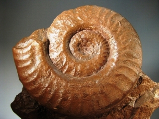 Ammonite -  Rhone-Alpes, FRANCE