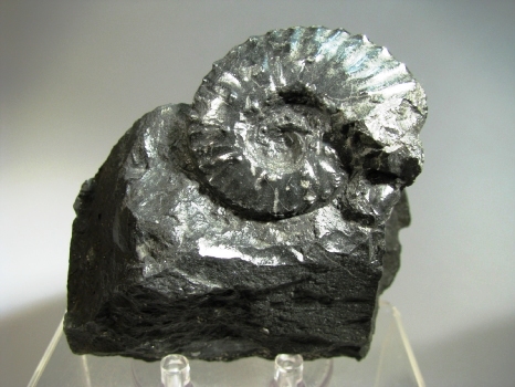 Ammonite - La Mesa de Los Santos, Santander, Colombia