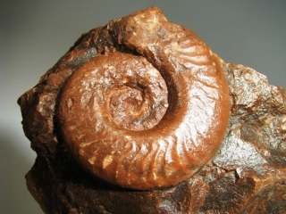 Ammonite -  Rhone-Alpes, FRANCE