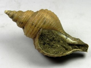 Neptunea contraria -  Kallo-Anvers Belgium