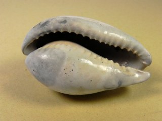 Siphocypraea problematica -  Apac Pit Florida USA