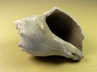 Melongena caloosahatcheensis -  Brantley Pit, Arcadia, Florida USA