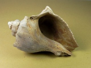 Melongena caloosahatcheensis -  Brantley Pit, Arcadia, Florida USA