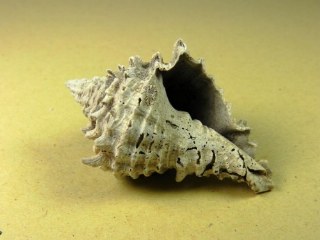 Hystrivasum Locklini -  Sarasota county  Florida USA