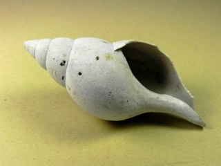 Fasciolaria romboidea -  Sarasota county  Florida USA