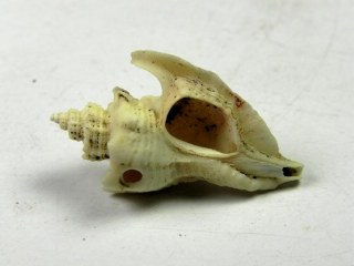 Ceratostoma adumcum - Seamata Ichihara, Chiba Prefecture, Japan