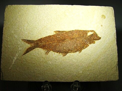 Knightia alta - Green River Formation, Kemmerer, Wyoming, USA
