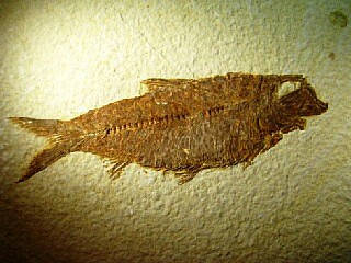 Knightia alta  -  Green River Formation, Kemmerer, Wyoming, USA