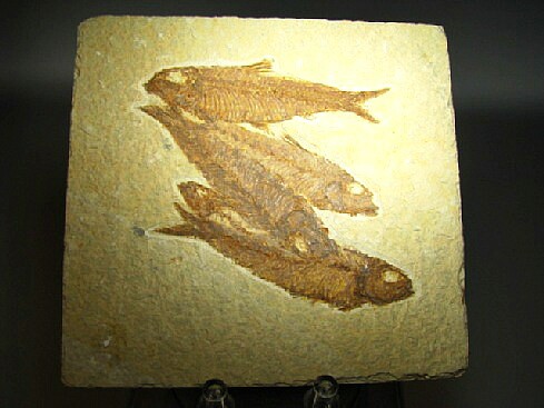 Knightia alta - Green River Formation, Kemmerer, Wyoming, USA