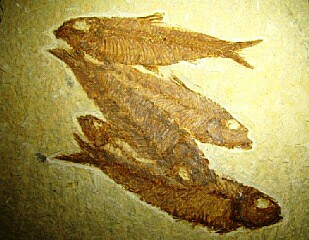 Knightia alta  -  Green River Formation, Kemmerer, Wyoming, USA