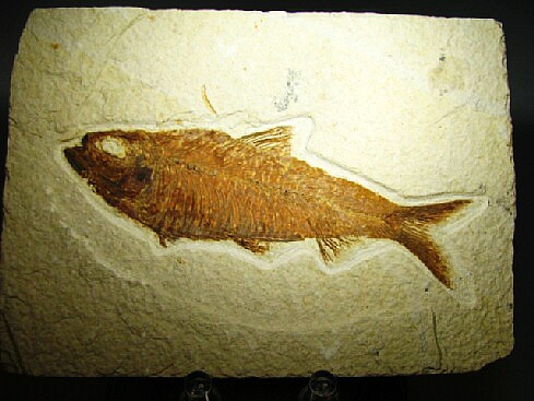 Knightia alta - Green River Formation, Kemmerer, Wyoming, USA