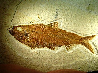 Knightia alta  -  Green River Formation, Kemmerer, Wyoming, USA