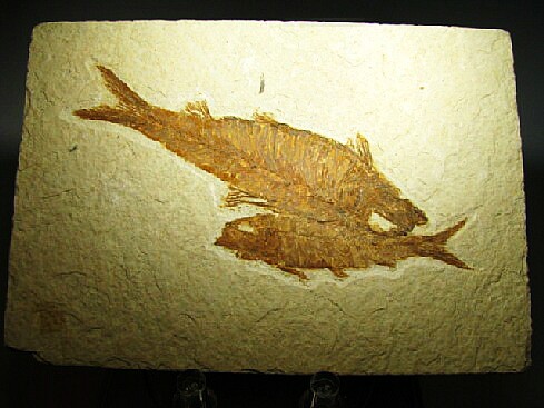 Knightia alta - Green River Formation, Kemmerer, Wyoming, USA