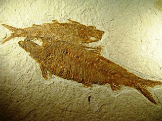 Knightia alta  -  Green River Formation, Kemmerer, Wyoming, USA