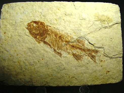 Knightia alta - Green River Formation, Kemmerer, Wyoming, USA