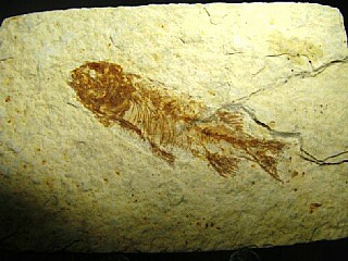 Knightia alta  -  Green River Formation, Kemmerer, Wyoming, USA