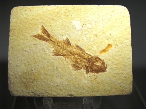 Knightia alta - Green River Formation, Kemmerer, Wyoming, USA