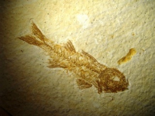 Knightia alta  -  Green River Formation, Kemmerer, Wyoming, USA