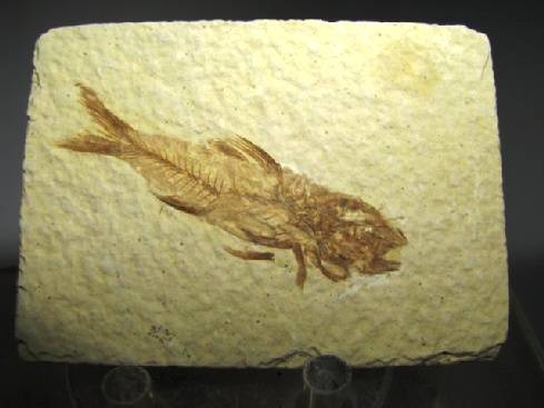 Knightia alta - Green River Formation, Kemmerer, Wyoming, USA