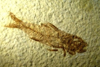 Knightia alta  -  Green River Formation, Kemmerer, Wyoming, USA