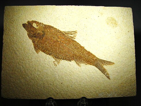 Knightia alta - Green River Formation, Kemmerer, Wyoming, USA