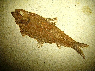 Knightia alta  -  Green River Formation, Kemmerer, Wyoming, USA