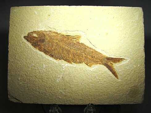 Knightia alta - Green River Formation, Kemmerer, Wyoming, USA