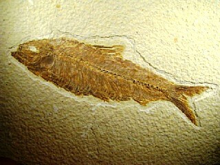 Knightia alta  -  Green River Formation, Kemmerer, Wyoming, USA