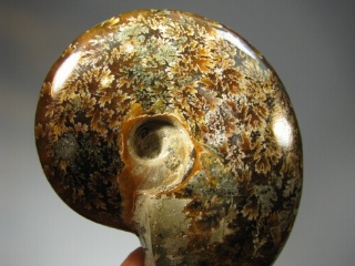 Ammonite -  Madagascar