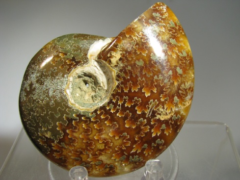 Ammonite - Madagascar
