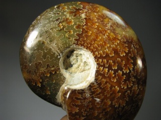 Ammonite -  Madagascar