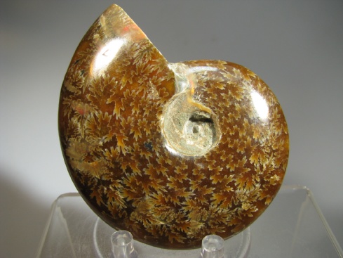 Ammonite - Madagascar