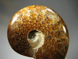 Ammonite -  Madagascar