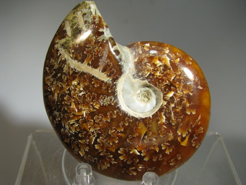 Ammonite - Madagascar